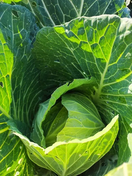 季節の野菜