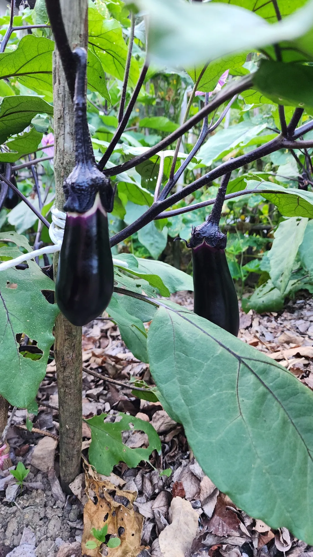 ナス好き集まれー